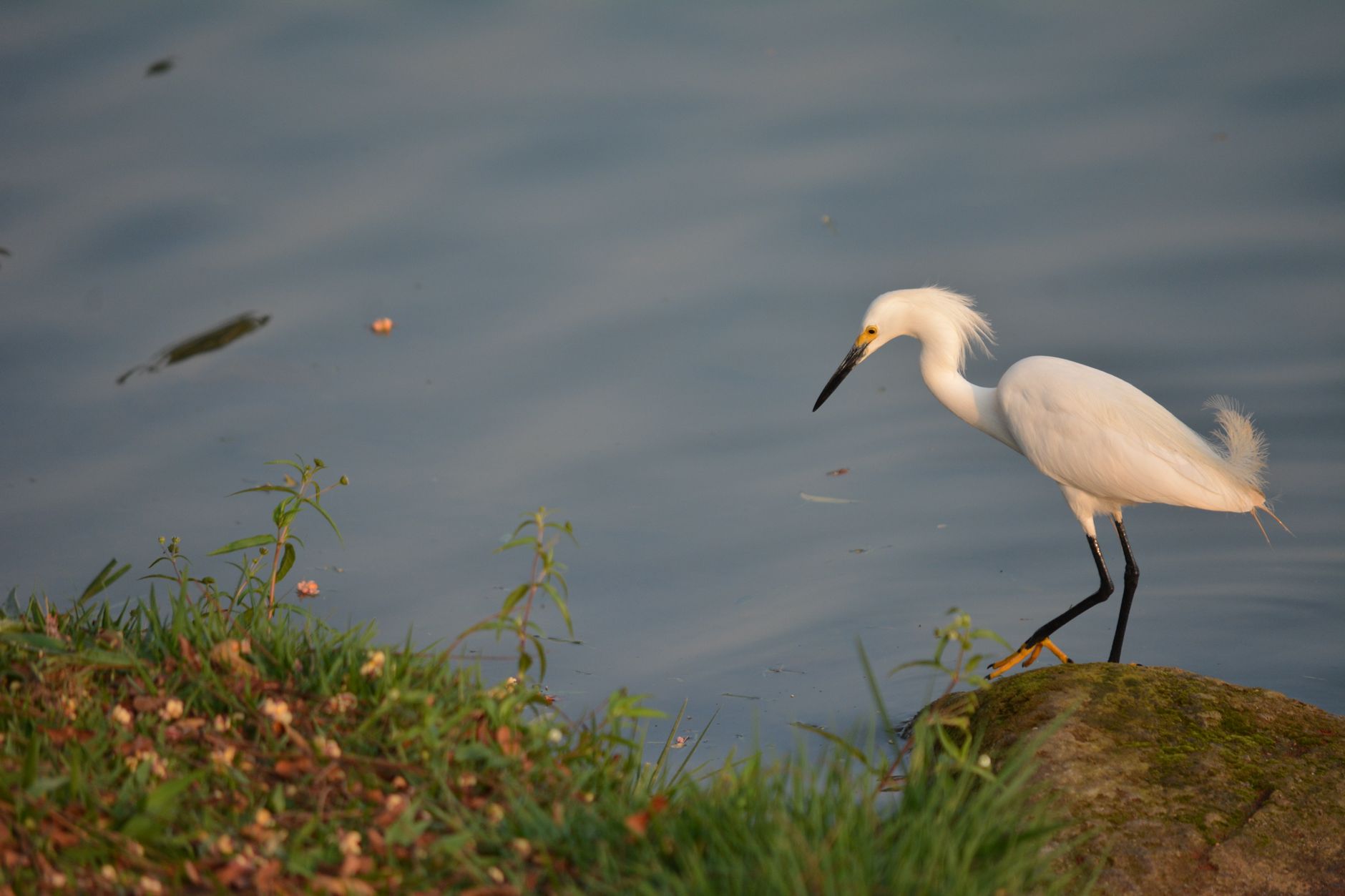 A snowy egret wades along a grassy lakeshore at golden hour