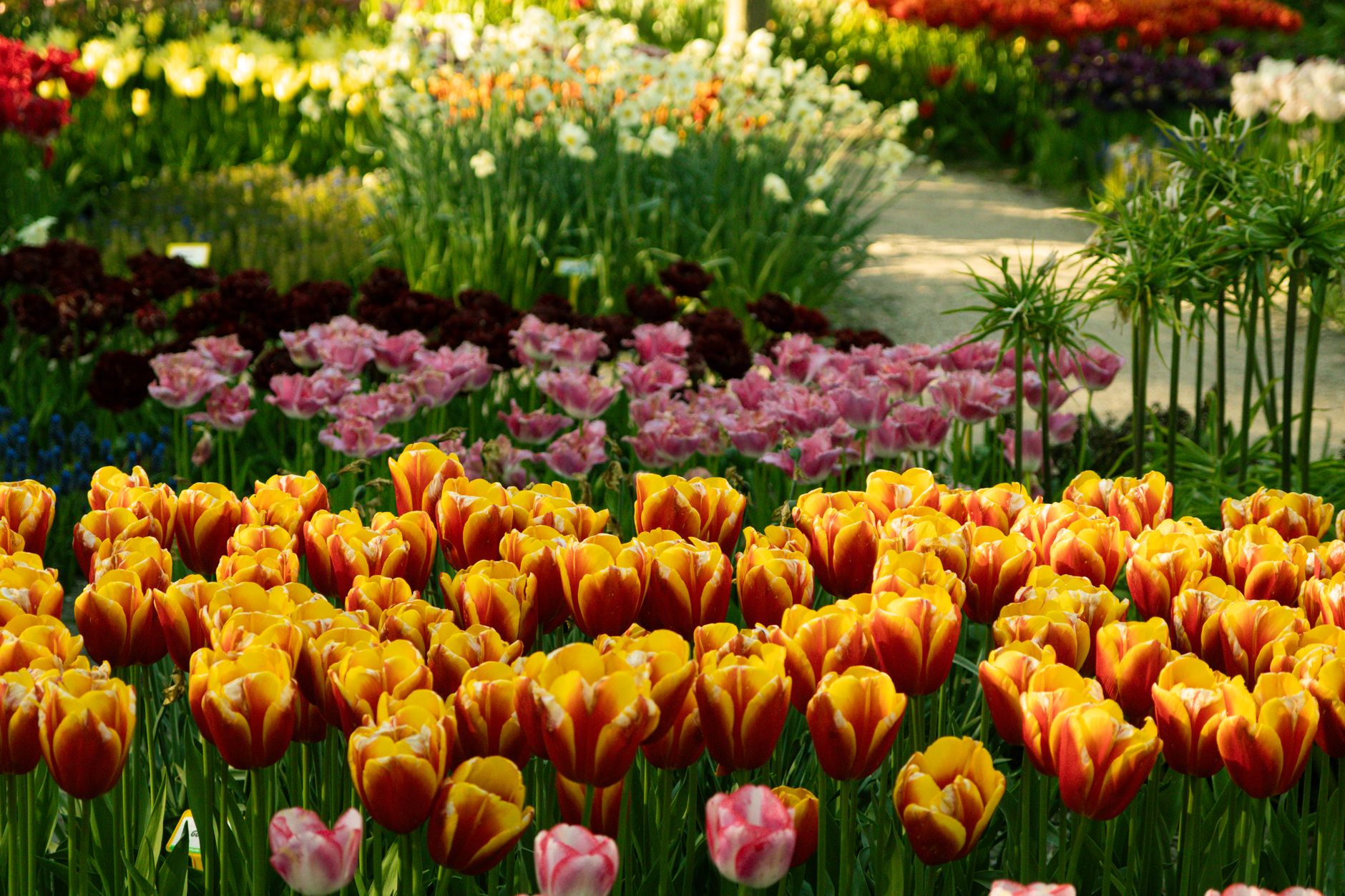 Beds of orange and pink tulips in full bloom along a garden path